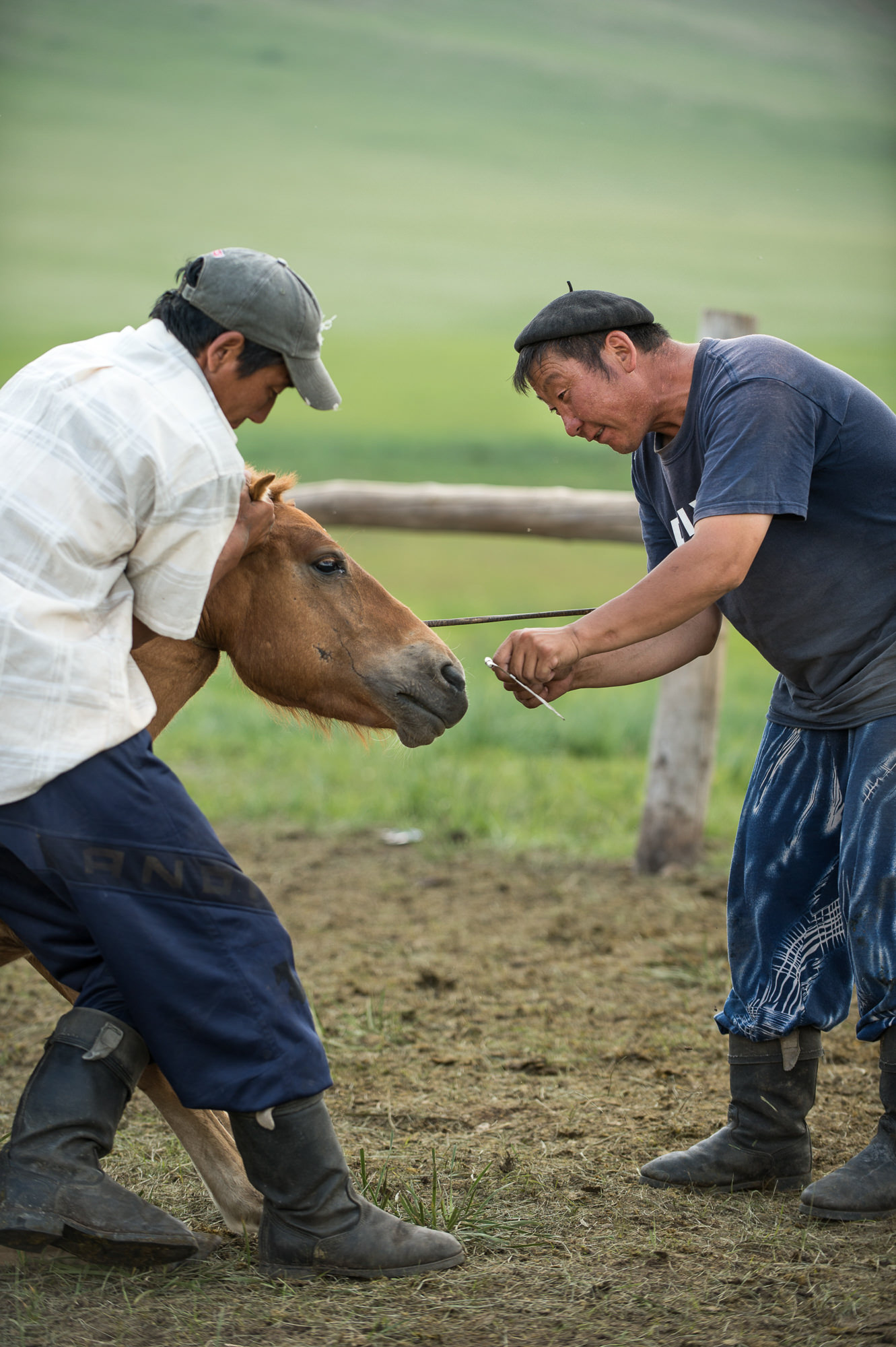 Reportage über die Nomaden in der Mongolei. Aufnahme von zwei Bauern mit einem Pferd.