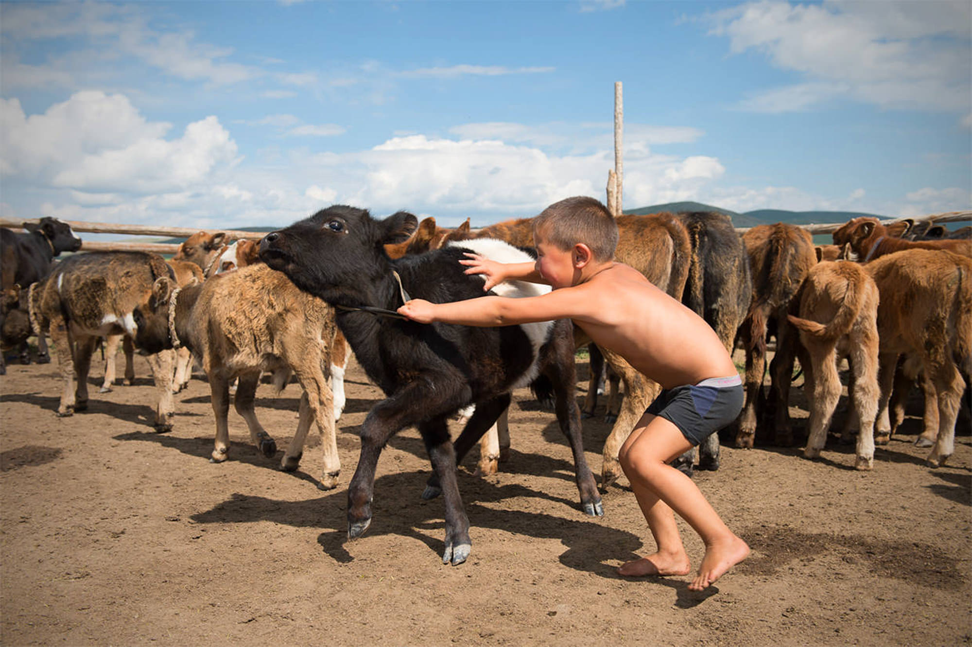 Reportage über die Nomaden in der Mongolei. Aufnahme von einem Kind spielend mit einem Kalb.