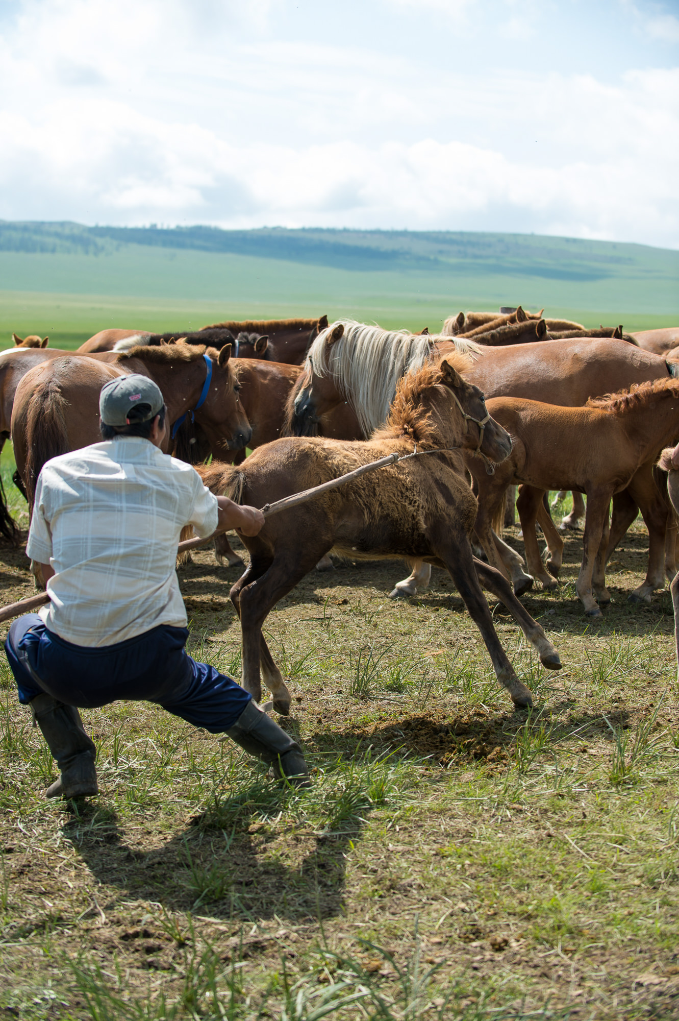 Ein Bauer ringt mit einem Pferd in der mongolischen Steppe. Fotografisches Storytelling über die Nomaden in der Mongolei.