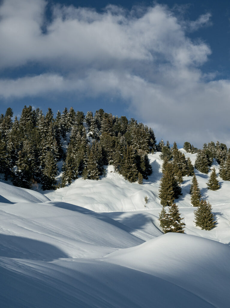 Fotografisches Storytelling für die Titelgeschichte vom Transhelvetica Magazin #45. Aufnahme von Bäumen im Schnee.