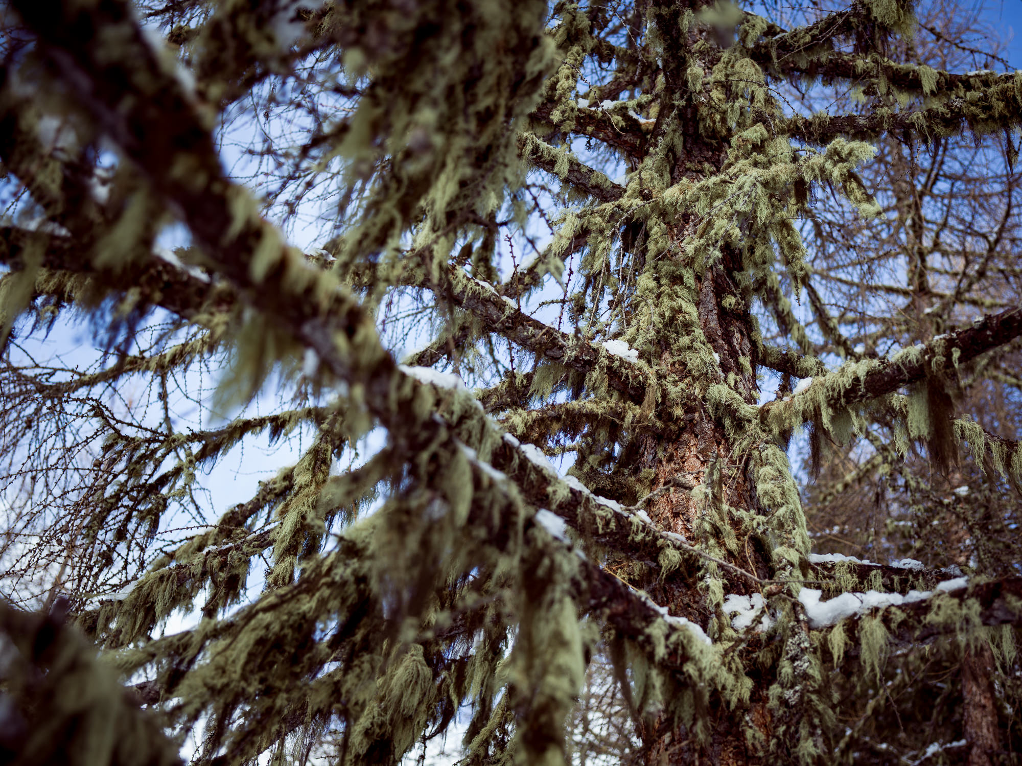 Reportage für das schweizer Reisemagazin Transhelvetica. Detailaufnahme eines Baums in der Winterlandschaft.